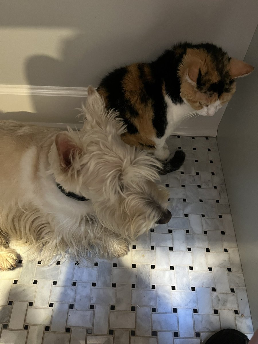 rozcar28's tweet photo. “Why no, I haven’t seen the cat, why do you ask?” #Dogs #Scottishterrier #CatStalker https://t.co/ed6Eh6E0Ri
