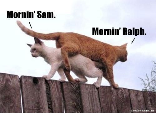 Schrödinger's Raccoon 🦖 tweet media