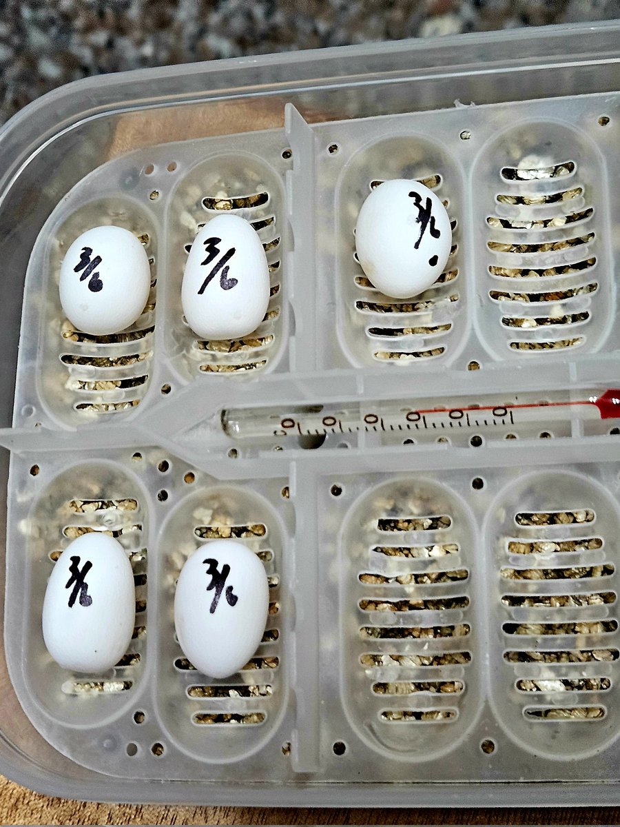 skinks_kj's tweet photo. 華麗盾甲繁殖
カザリオビトカゲ（Zonosaurus ornatus）の繁殖に成功しました！繁殖経験のある方、孵化のコツやアドバイスをいただけると大変助かります。🙏
Successfully bred Zonosaurus ornatus! Any advice from experienced breeders regarding incubation would be greatly appreciated. 🙏 https://t.co/3TnPl76wem