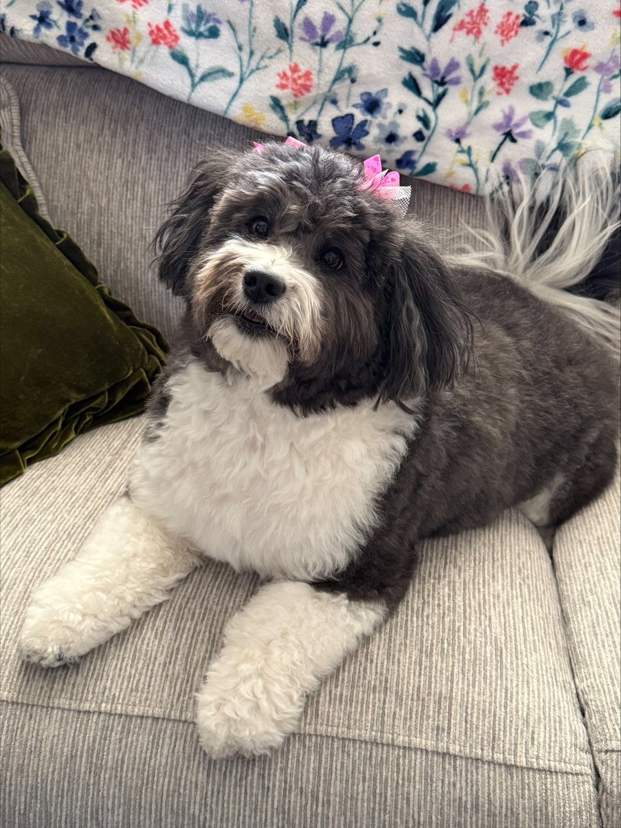 BergerandGreen's tweet image. Meet Dolly 🐾 Our favorite Mini Aussiedoodle was once accidentally locked in Uncle Russ's office — he had to call a locksmith. She napped through the whole thing. 😂 Unbothered queen. #AttorneysAtPaw #BergerAndGreen #OfficeDogs #Aussiedoodle