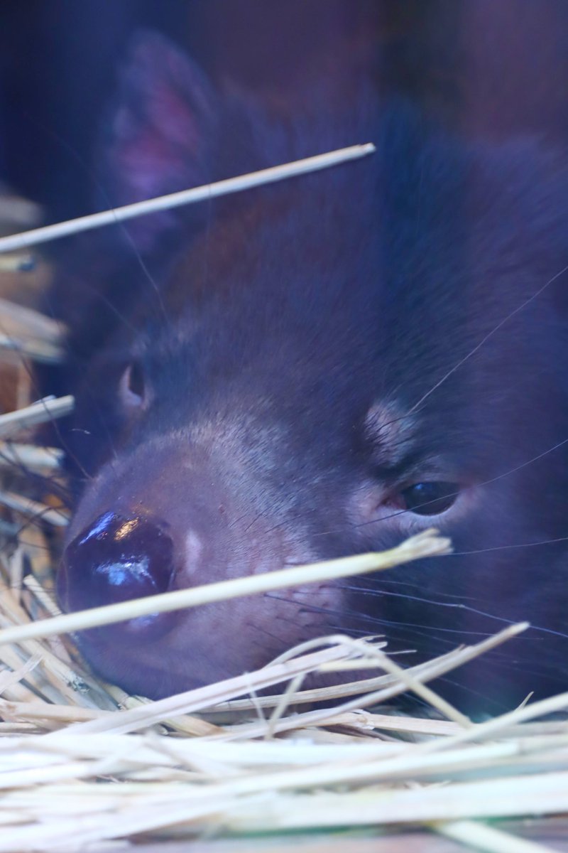 国内飼育されてる時忙しくて行けなくて一旦死んじゃって、あー見れないのか…って思ってたけど直後にオーストラリアに行ったついでに初見。しかも英語トーク付(早すぎてわからんかったけど内容)その後また多摩に再導入されてやっと日本でも見れたタスマニアデビル。先に海外で見るとは思わなかった
