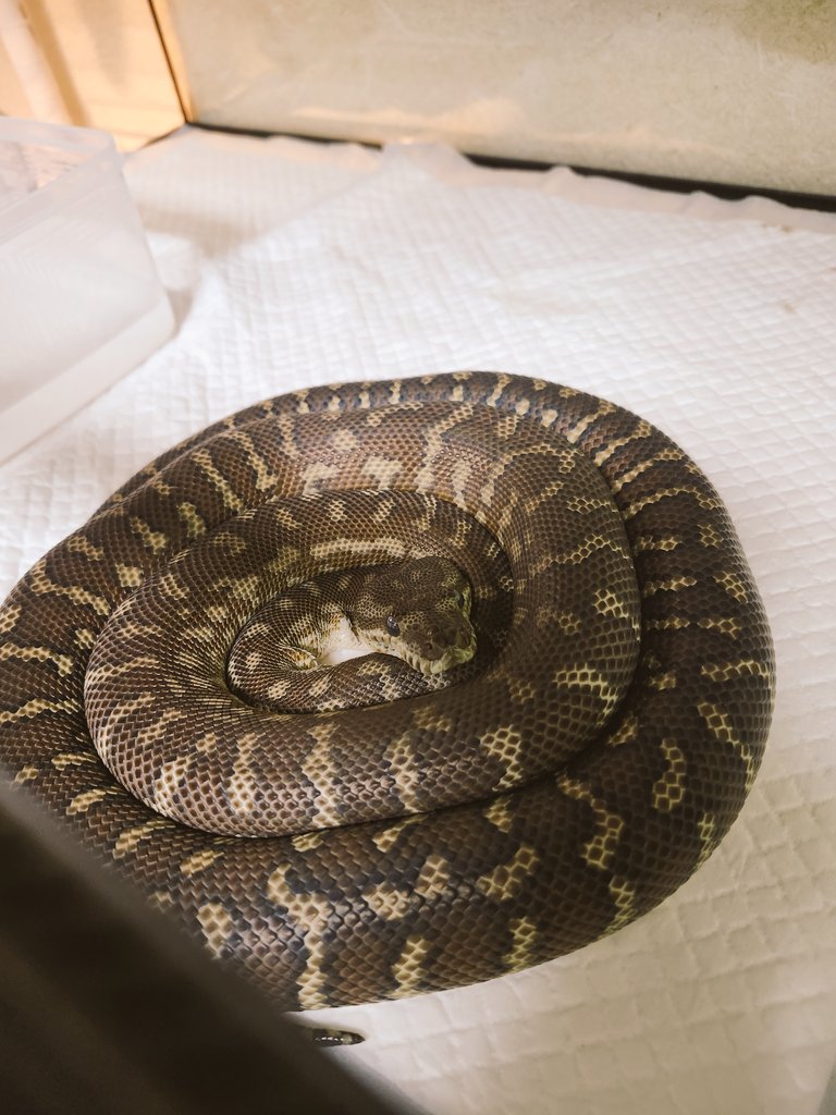 へびっこ母ちゃん tweet media