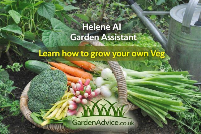 MyGardenTeam's tweet photo. Want to grow your own vegetables? 🥕

Helene – AI Garden Assistant can help with advice on what to plant, when to sow, and how to care for your crops.

Learn more:
 https://t.co/UlA26c51L1
#GrowYourOwn #Gardening #VegetableGarden #GardenAdvice https://t.co/LpwP9SL767