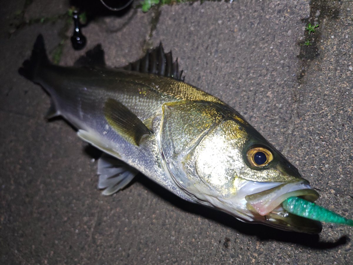 N4oNagashima's tweet photo. ハクの時合も終わったので居着き狙いにシフト
明暗部へ穴打ちすると、ノーテンの後ろをシーバスがチェイスしてきたのが見える
なかなか食わずピックアップ直前、若干スピードを落としてやるとドン!
ソフトマテリアルだから出来る仕事ってこういうのだよね😏
#marujin #マルジン
#ノーテン #NOTEN6 https://t.co/kTBEdSqZmP