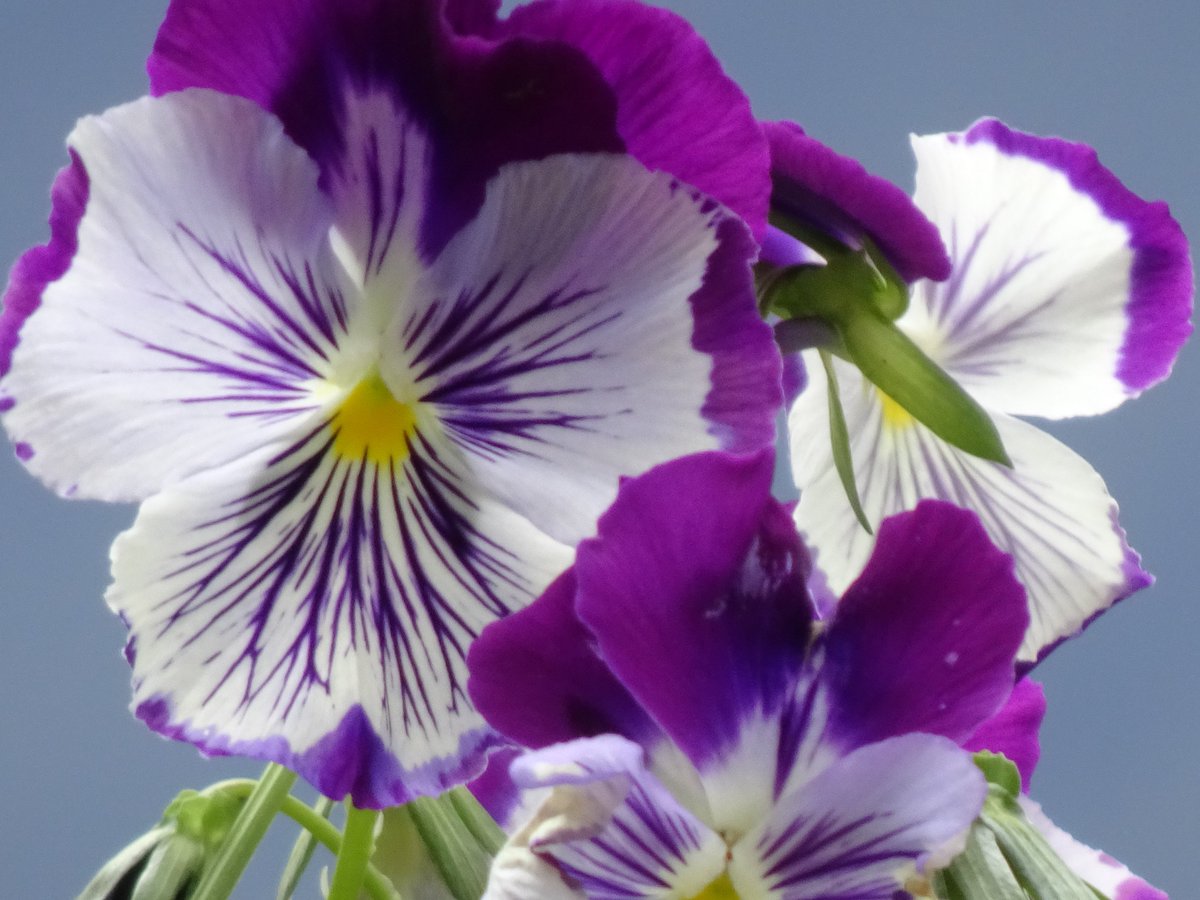 ferchinchin's tweet image. ❝NO JOB is STRESSFUL. It is your inability to control your body, mind, and emotions that makes it stressful❞.
⭐  Jaggi Vasudev Vijaykumari (Sadhguru)

 🌿  𝑉𝑖𝑜𝑙𝑎 𝑡𝑟𝑖𝑐𝑜𝑙𝑜𝑟 L. ➤ 𝚅𝙸𝙾𝙻𝙰𝙲𝙴𝙰𝙴.
#Viola #Sadhguru