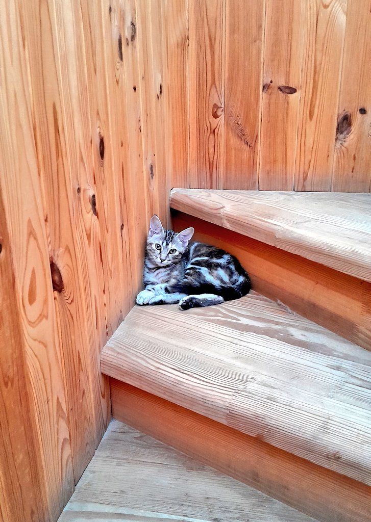 Sayravem's tweet image. It's March and the day has come when i need to raise funds for the cats' foster care. 🐱🩷
🎯 $178 is needed and i kindly ask you for help, please.

ℙ𝕒𝕪𝕡𝕒𝕝: WindWizard@Ukr.net
send.monobank.ua/jar/7bHLNmsqc6
Thank you!