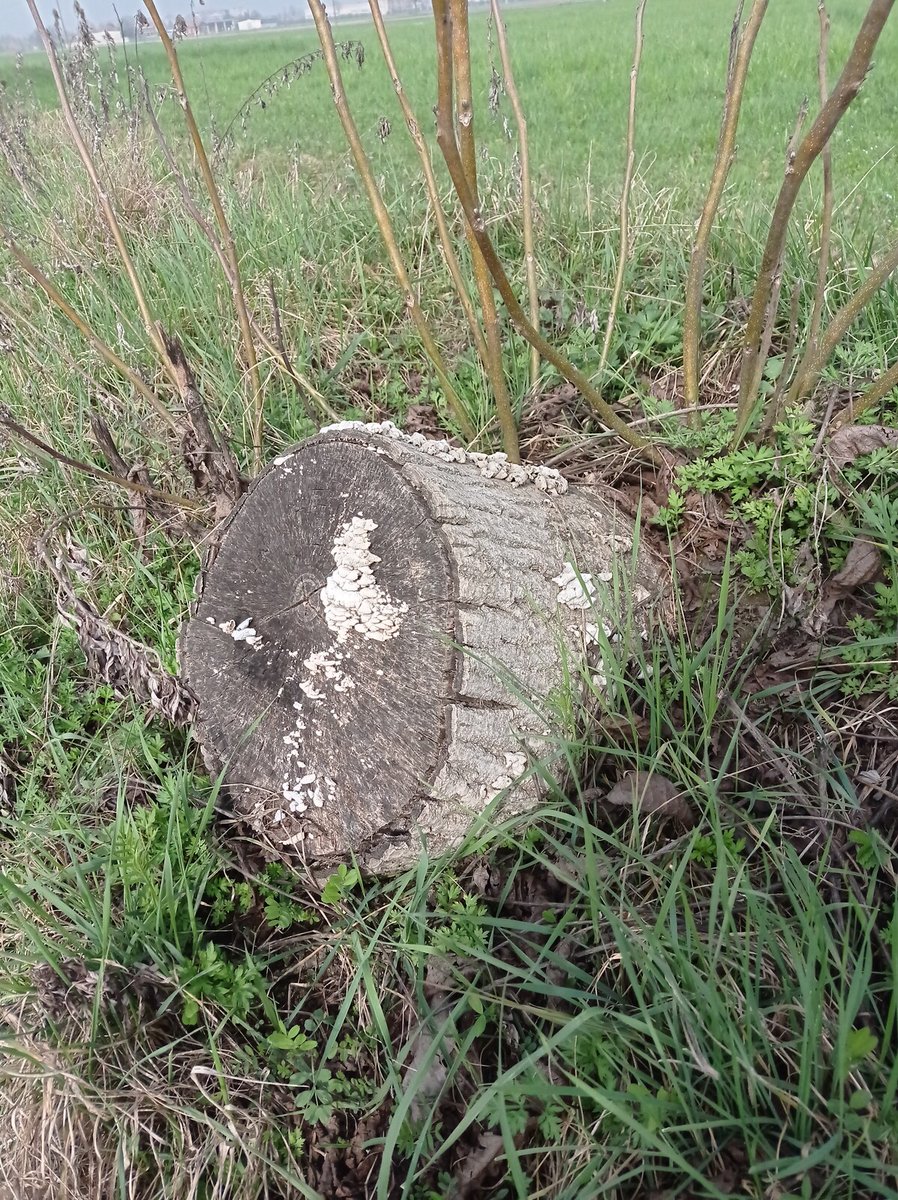 luca_bergamasco's tweet photo. #FungiFriday #fungi #FungiFriends #stump #stumpday https://t.co/ilDXatRuGS