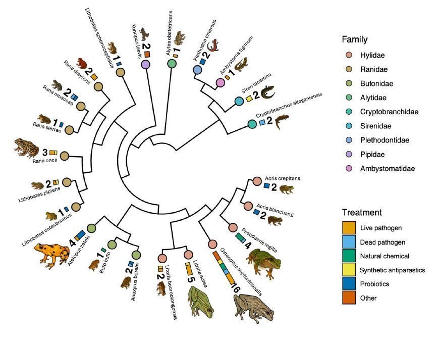ecoevorxiv's tweet photo. Meta-analysis showing that immunisation is an effective method to reduce amphibian susceptibility to the chytrid fungus 

https://t.co/HduVkI4Iv1 https://t.co/61nrMDixgx