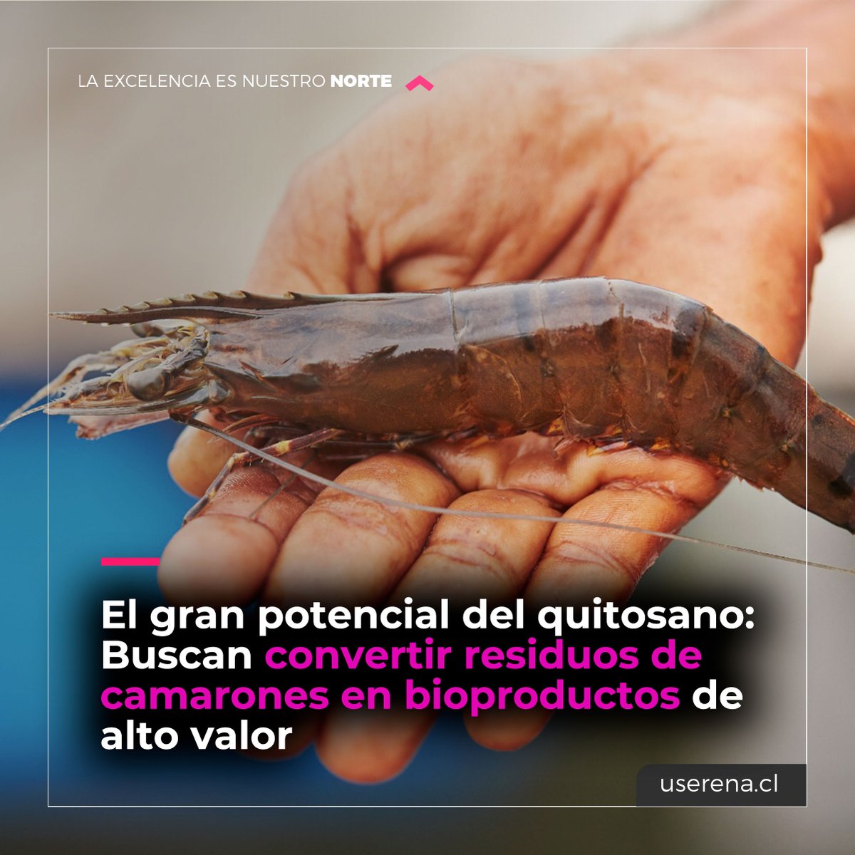 U. de La Serena tweet media