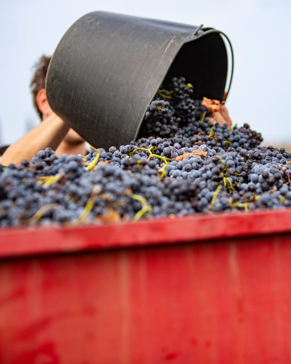 Benvinguts a Pagès tweet media