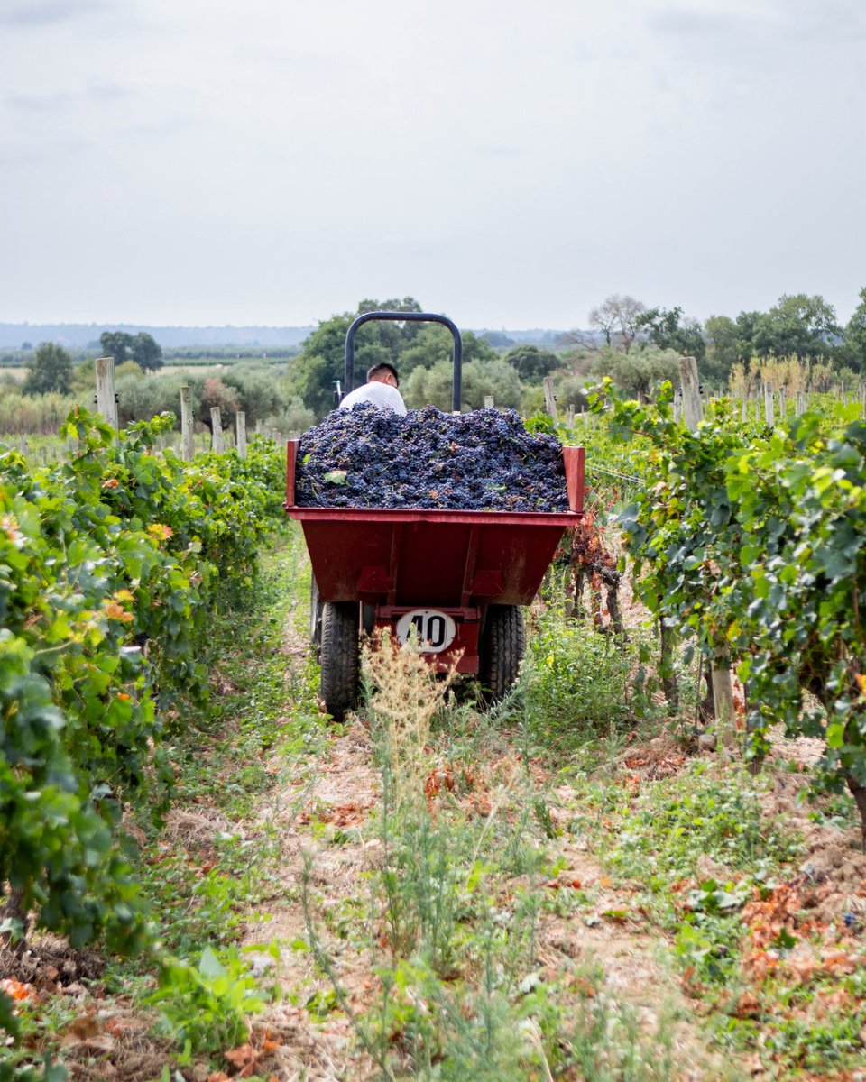 Benvinguts a Pagès tweet media