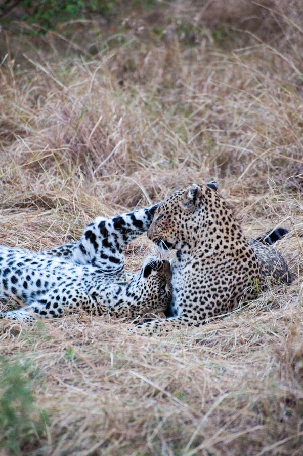 😽😽 <a href="/danserseule/">Maëva</a>