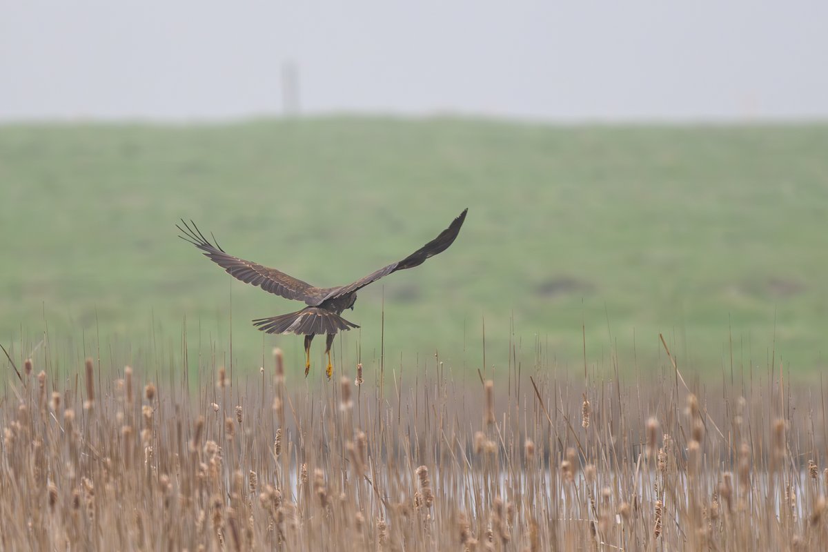 KevinRWilson's tweet photo. Marsh Harrier hunting over Elmley Marshes https://t.co/WTMeAPB4oT