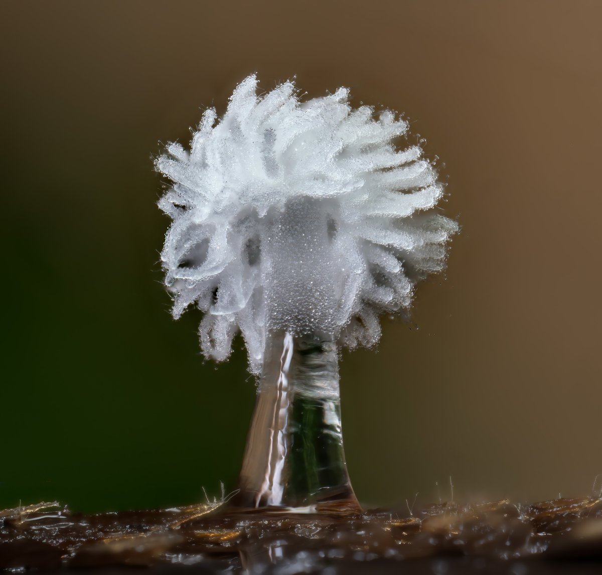 Alan Rockefeller tweet media