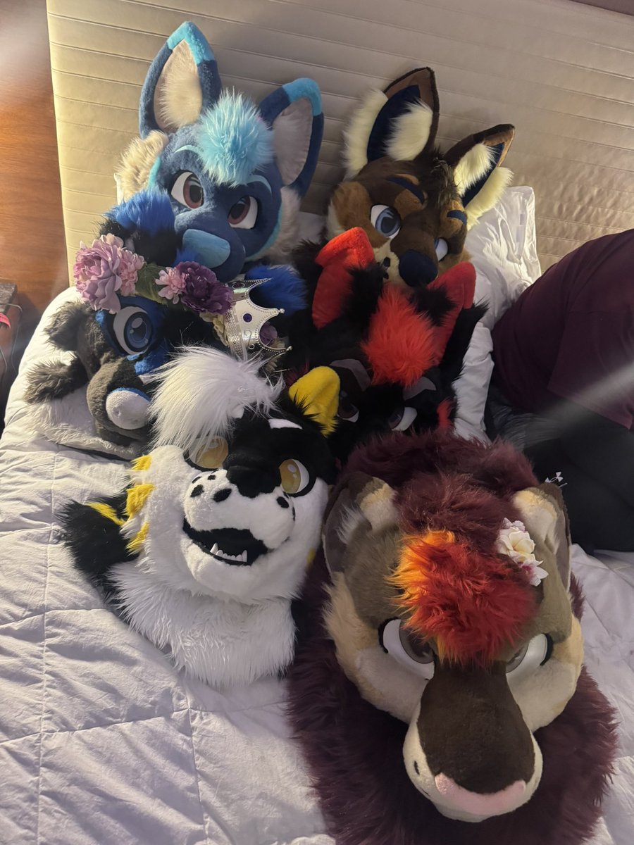 Donz🟡⚫️🐯🔜AO, AC tweet media