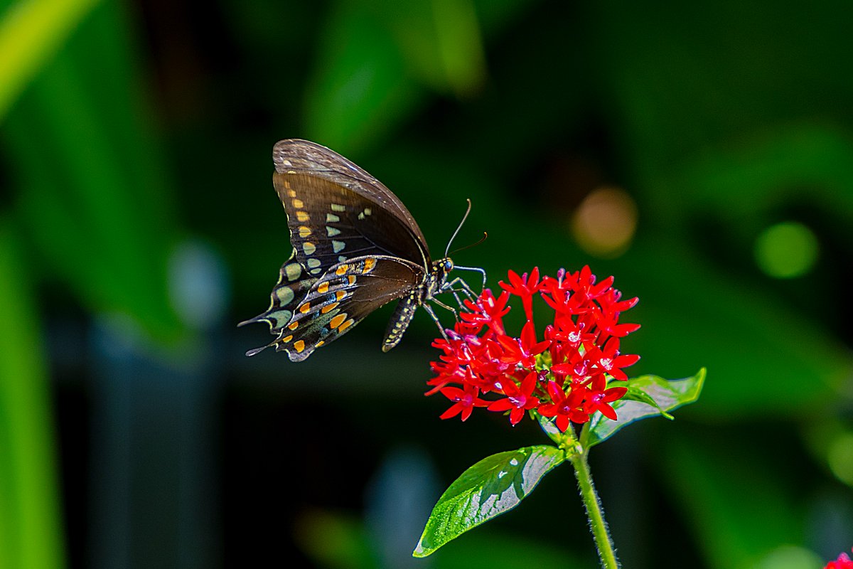 FL Assoc of Counties tweet media