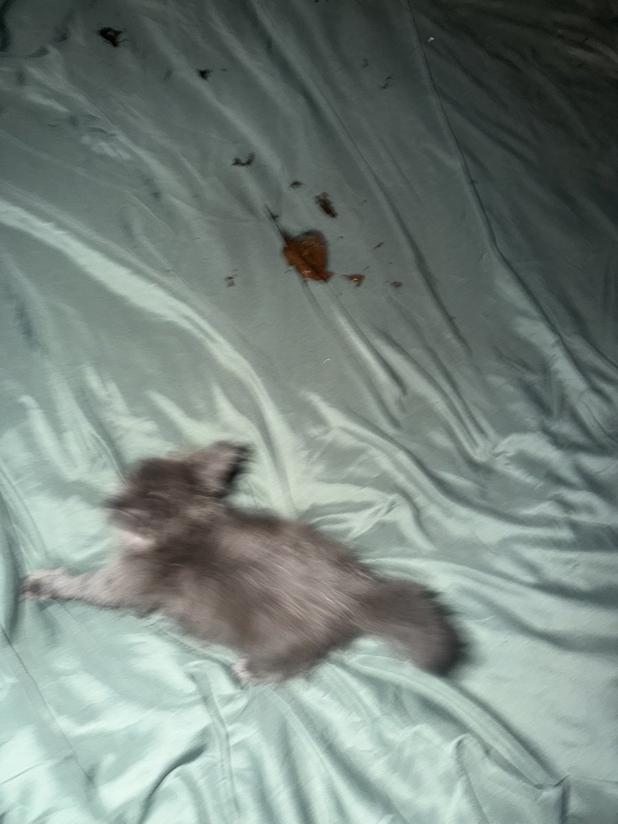 กูยอมมึงแล้วโหม๋ โหม๋ กูยอมแล้ว