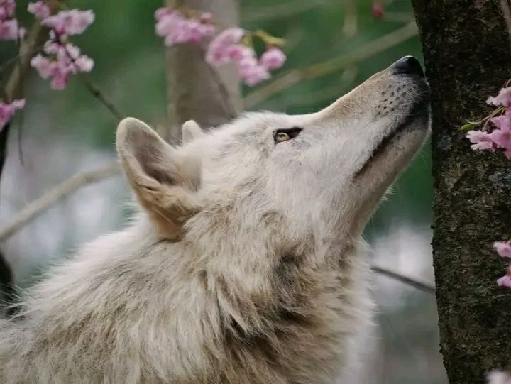 Wolf tweet media