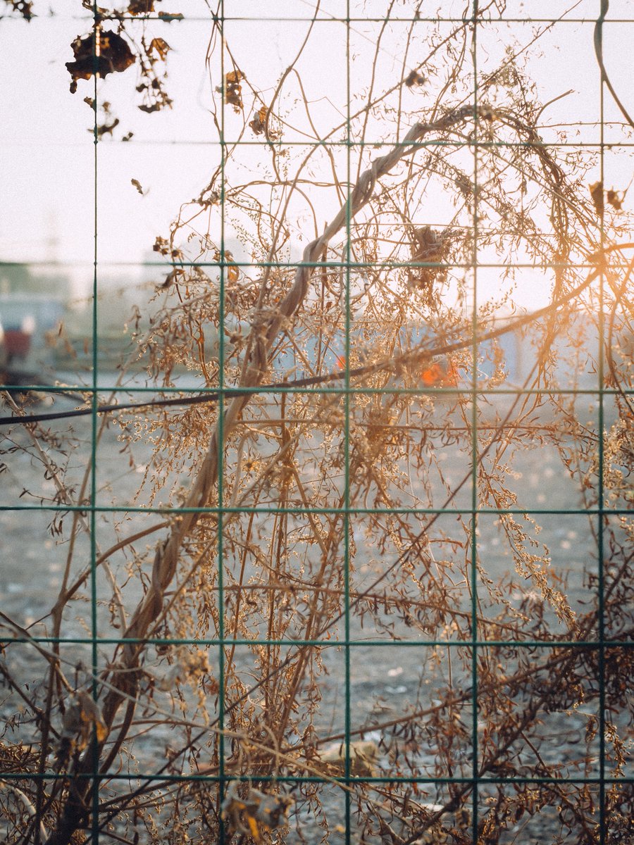 不安鹿 (@cervoansioso) on Twitter photo 