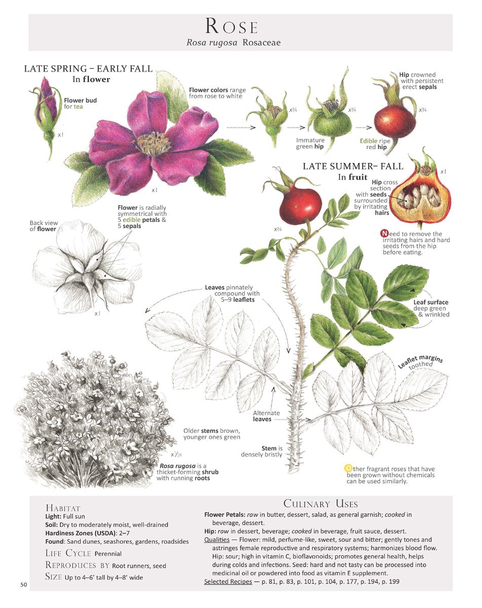 Foraging & Feasting tweet media