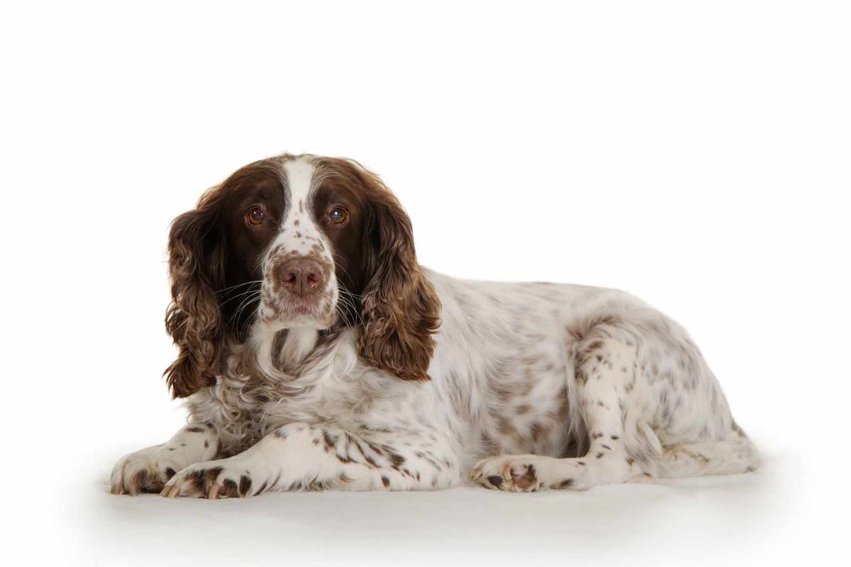 millypod1's tweet image. 🆘6 MAR 2026 #Lost Flick #ScanMe
ELDERLY English Springer Spaniel Female
Lost between #Newmarket and #Cheveley #CB8
South #Cambridgeshire
doglost.co.uk/dog/202349