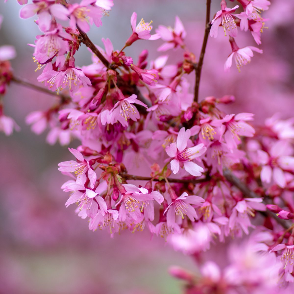 PikeNurseries's tweet photo. Start Spring with Savings:
💚 Everbearing Strawberries: 4 Inch Pots Reg. 5.99 | SALE 2.49
💚 Iberis: 1 Gal. Pots Reg. 14.99 | SALE 7.99
💚 Select 15 Gallon Trees (October Glory Maple, Yoshino & Okame Cherries & Green Giant Arborvitae): Reg. 249.99 | SALE 99.99
💚 Select Japanese Maples (Bloodgood, Crimson Queen & Red Dragon): 5 Gal. Pots 169.99 | SALE 69.99