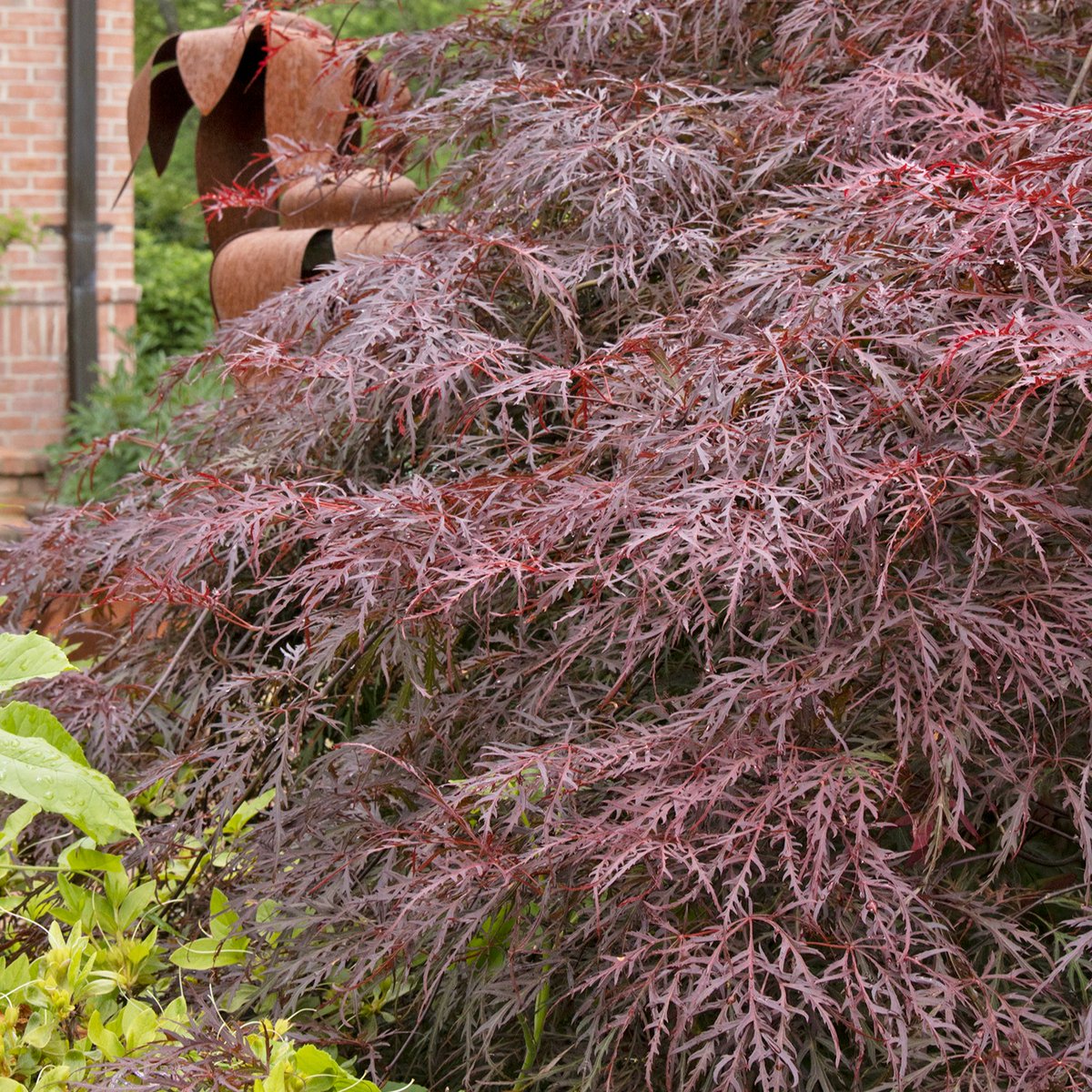 Start Spring with Savings:
💚 Everbearing Strawberries: 4 Inch Pots Reg. 5.99 | SALE 2.49
💚 Iberis: 1 Gal. Pots Reg. 14.99 | SALE 7.99
💚 Select 15 Gallon Trees (October Glory Maple, Yoshino &amp; Okame Cherries &amp; Green Giant Arborvitae): Reg. 249.99 | SALE 99.99
💚 Select Japanese