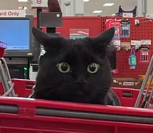 ECSTATIC nicoodoz ☔ tweet media