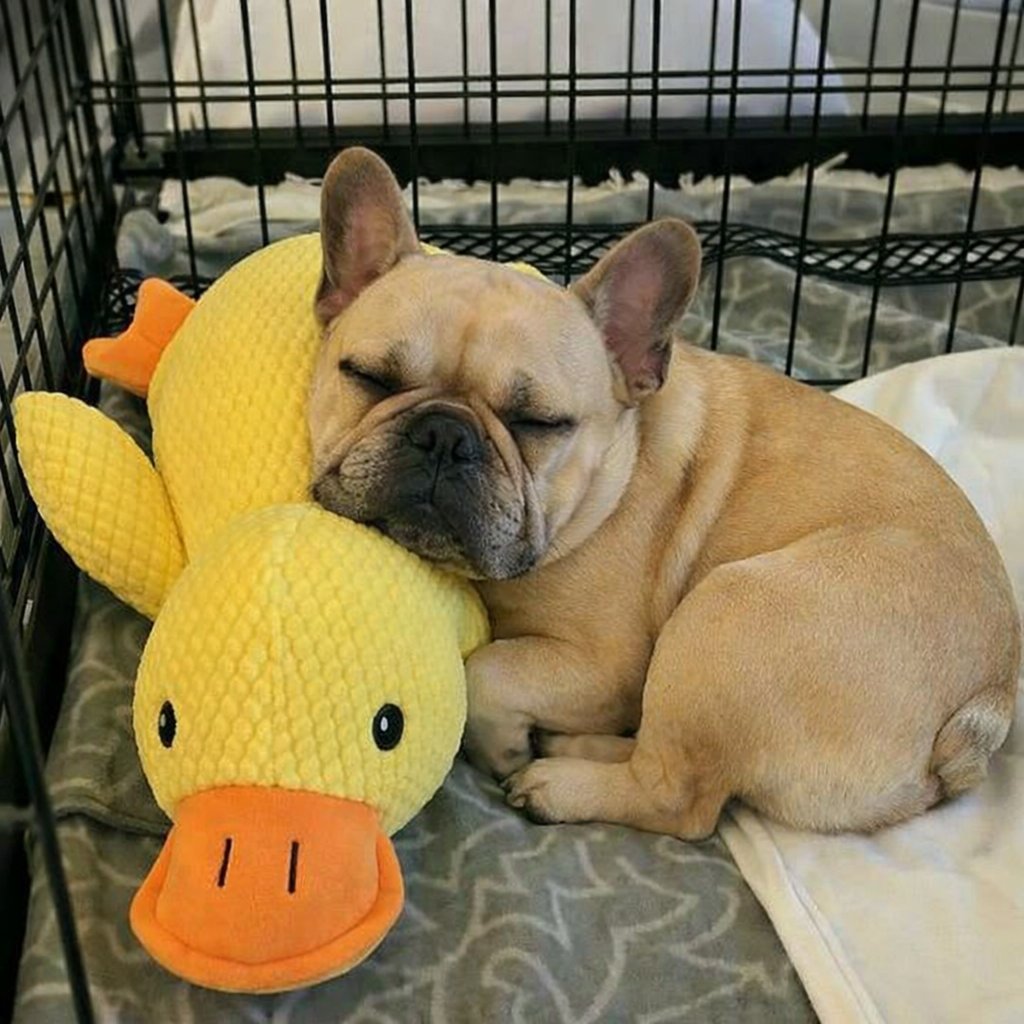 Whoever posted about this toy before, I thank you. Daisy can't destroy it. She gave it her best shot, but even her 'destruction skills' met their match with this toy!