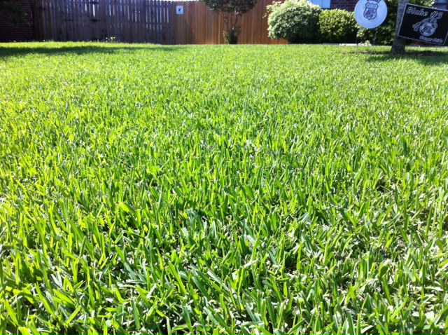 binfordinsect's tweet photo. Does your lawn need a little help to green up? Does it look as good if not better than your neighbors? We can help with that! Give Binford a call today for your free lawn evaluation. We fertilize and help with those weeds that are popping up. 979-822-5524 https://t.co/qHwUgX8ee8 https://t.co/WDM4OxcJvy