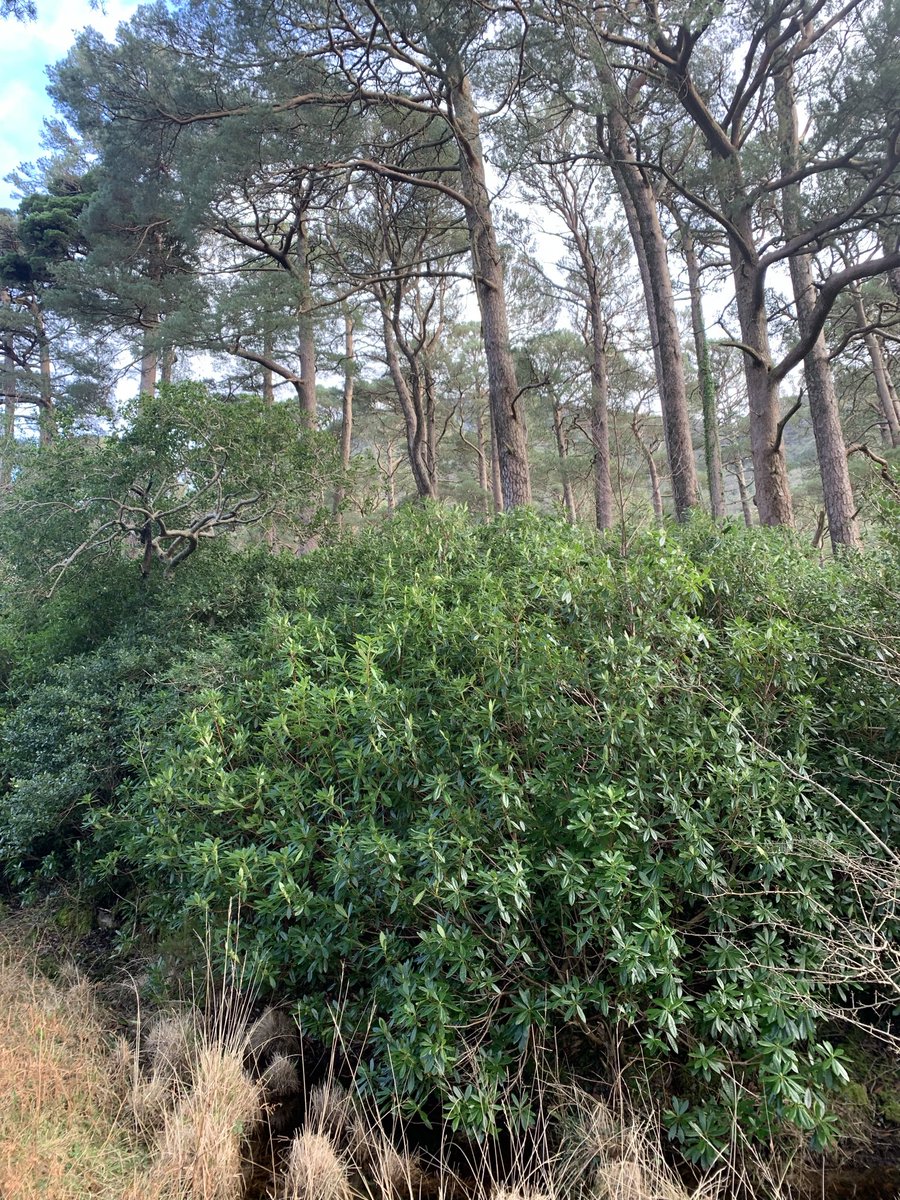 DanLizzyMan's tweet image. Killarney National Park, not long for this world 
#dying #rhododendron #invasion