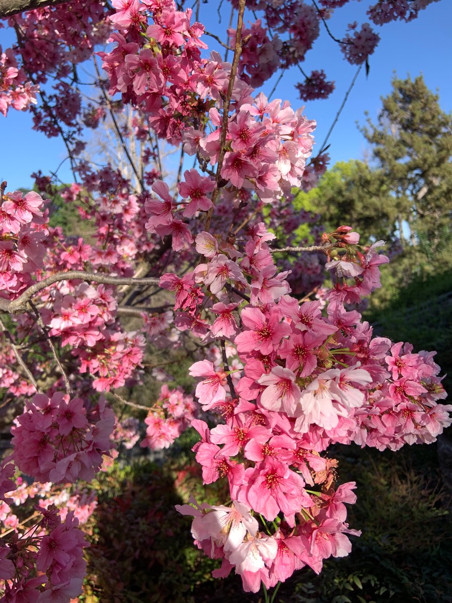 Koko67819's tweet photo. Spring is finally here 🌸☺️💕 “ See!, the winter is past, the flowers appear on the earth, the season of singing has come” (Song of Solomon 2:11-12) #CherryBlossomAfterWinter #huntingtongarden #joy #spring #enjoylittlethings https://t.co/w7x7p7wFbe