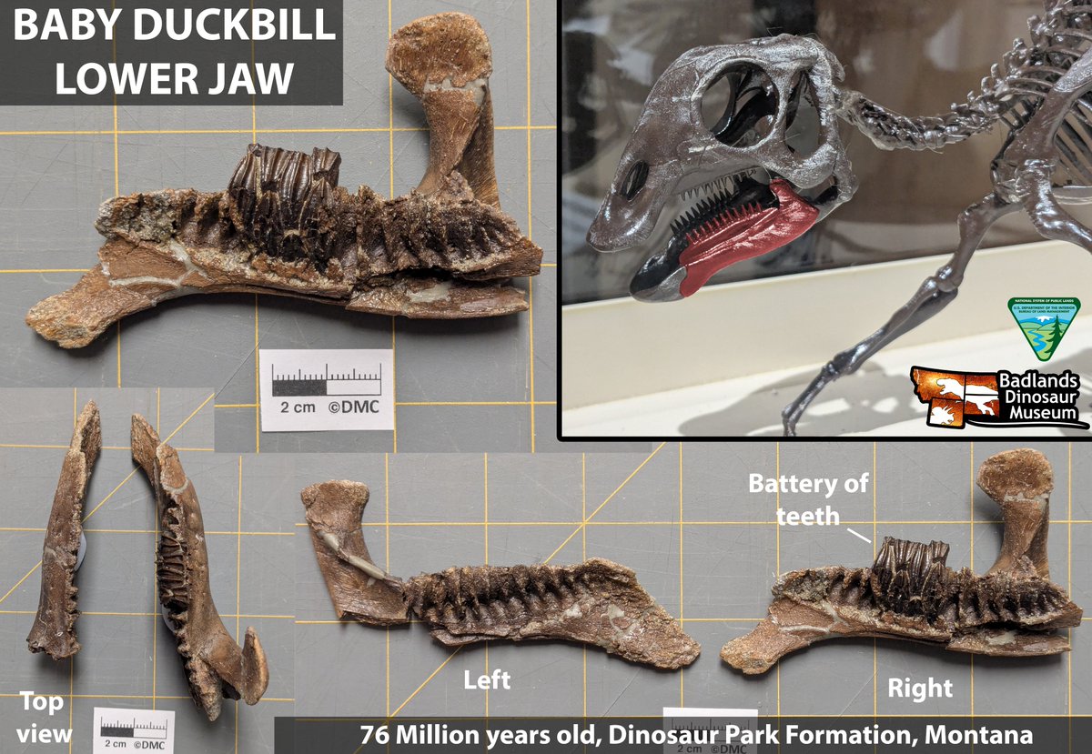 Denver Fowler Ph.D tweet media