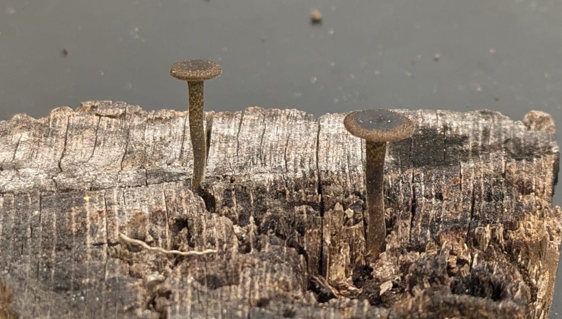 Andrei Sourakov tweet media