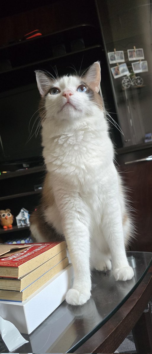 vickspagiari's tweet photo. Tenho o gatinho mais lindo desse mundo https://t.co/ZSKGLLxoNz