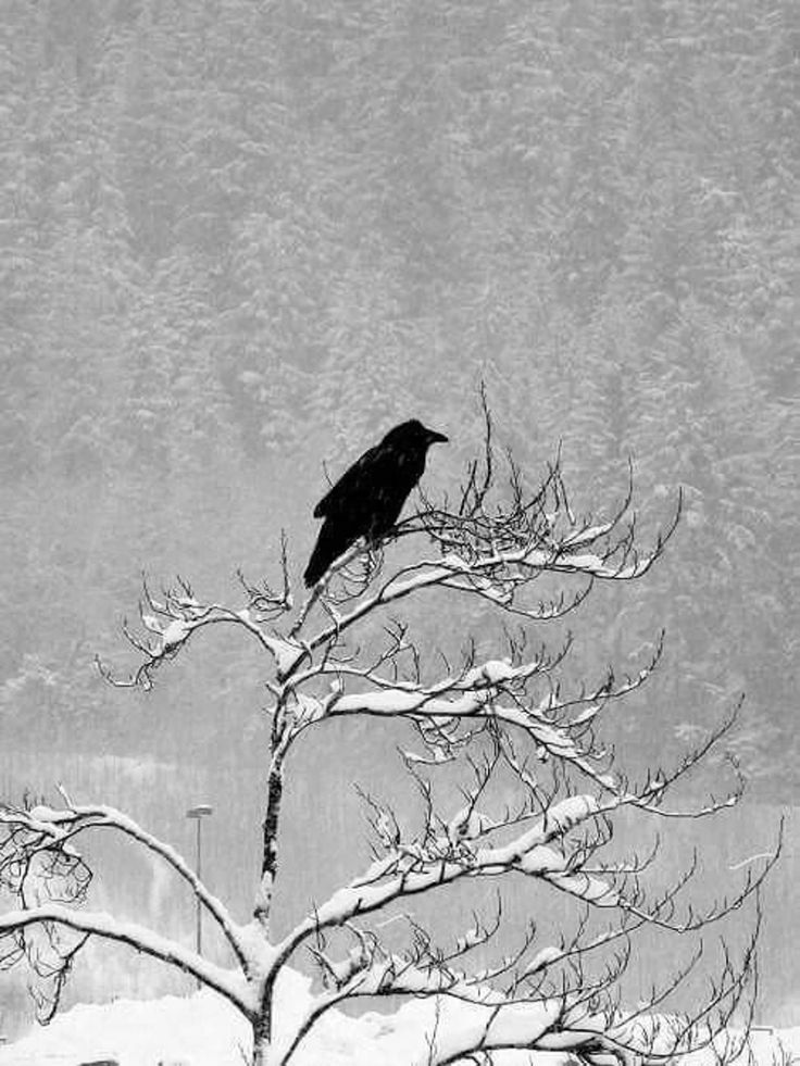 SisiraKu124's tweet photo. Dark wings. Dark words.

@CorvusLatimer 
EGMGgYQq9m6DZFnPrqb31SC3rwMTXPsCGDeXtUsSeVqq https://t.co/DZopViLvP5