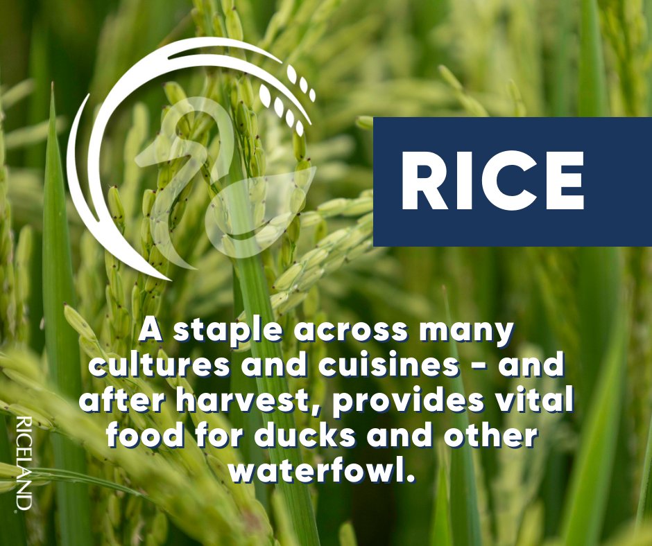 Riceland Foods, Inc. tweet media