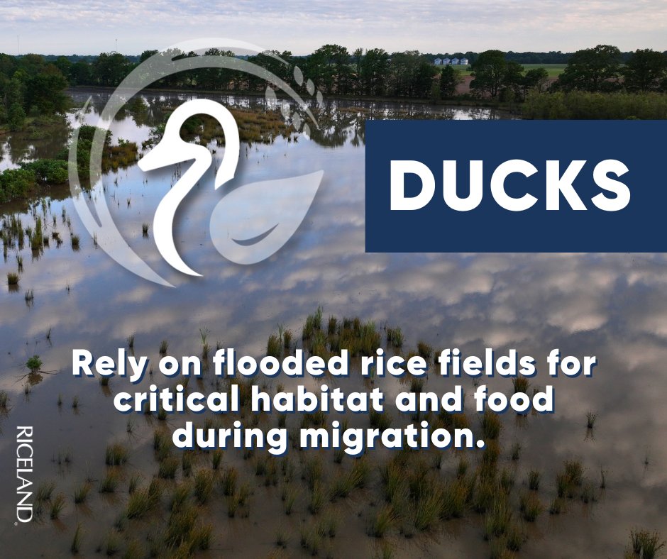 Riceland Foods, Inc. tweet media