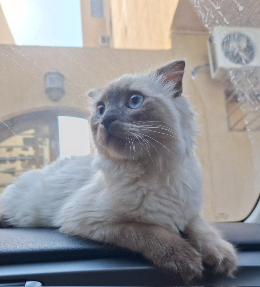 Sulaiverse's tweet photo. 🐾 للتبنّي 
قط ذكر عمره قرابة ٨ شهور، معقم ونظيف ويستخدم الليتر بوكس.
ذكي ولعوب جدًا 🤍
معاه أغراضه: ليتر بوكس + أكل.
الموقع: الرياض - حي العزيزية.
أبحث له عن شخص يخاف الله فيه ويهتم فيه، ويفضل يطمني عليه ويصور لي إياه بين فترة وفترة. التواصل خاص. https://t.co/XsrcRinhkZ
