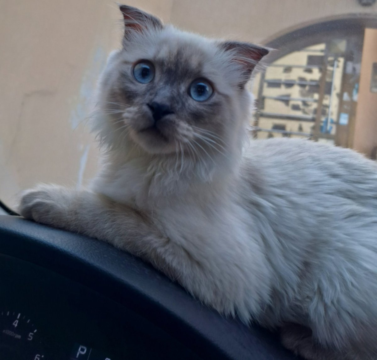 Sulaiverse's tweet photo. 🐾 للتبنّي 
قط ذكر عمره قرابة ٨ شهور، معقم ونظيف ويستخدم الليتر بوكس.
ذكي ولعوب جدًا 🤍
معاه أغراضه: ليتر بوكس + أكل.
الموقع: الرياض - حي العزيزية.
أبحث له عن شخص يخاف الله فيه ويهتم فيه، ويفضل يطمني عليه ويصور لي إياه بين فترة وفترة. التواصل خاص. https://t.co/XsrcRinhkZ