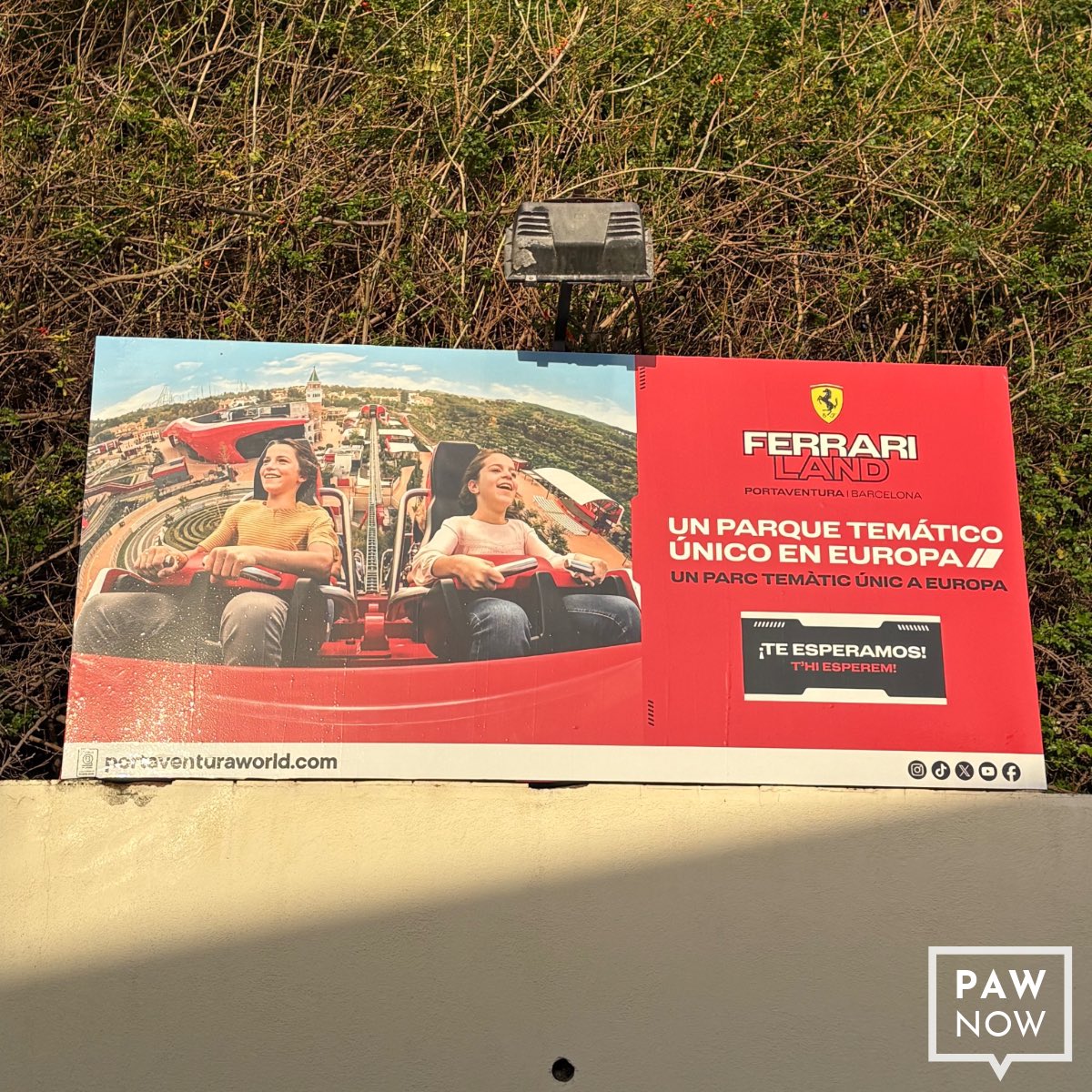 PAW Now 🌐 tweet media