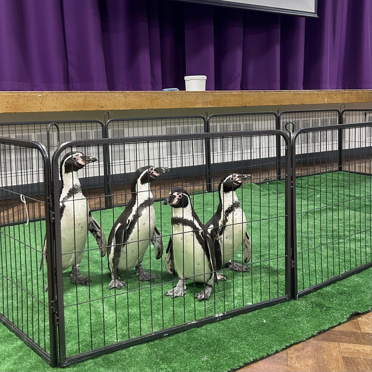 The Wells Academy tweet media