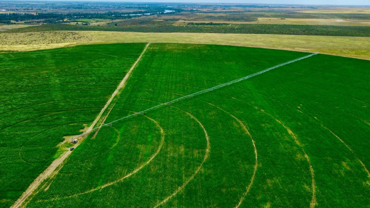 LA NACION Campo tweet media