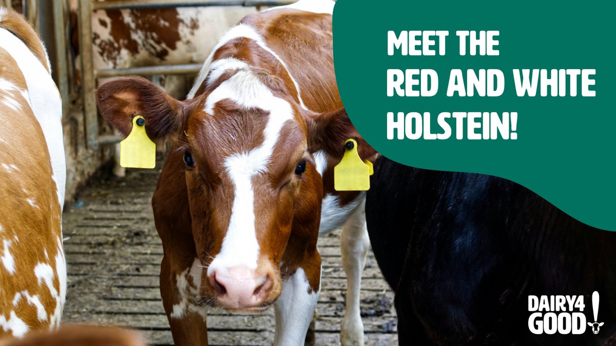 Meet the Red and White Holstein, a striking dairy breed known for its beautiful red patches and impressive milk production! ❤️🤍🐄

Red and White Holsteins carry a recessive gene that gives them their unique red and white coloring instead of the classic black and white. The breed