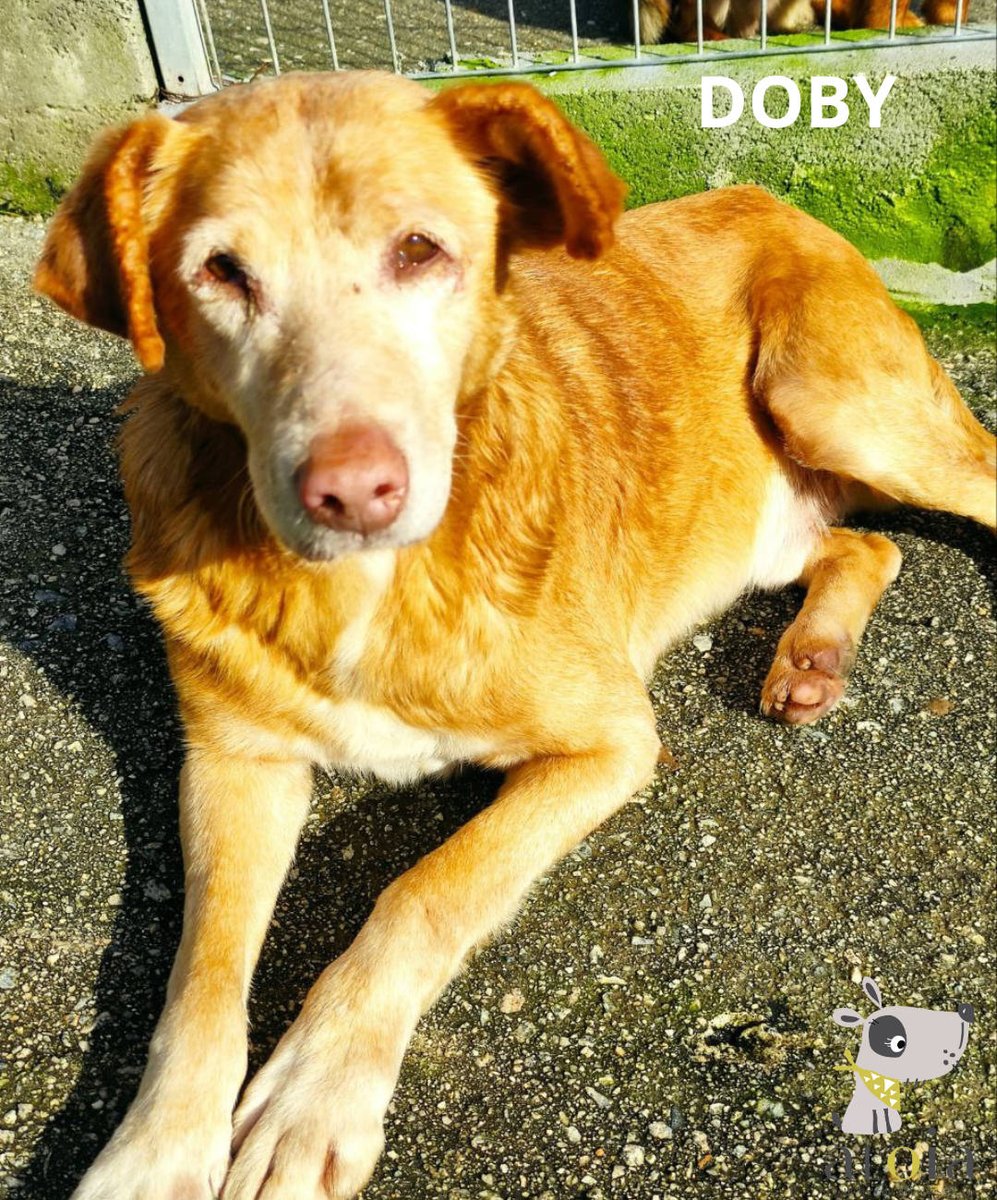 SosAbuelos1's tweet photo. #PONTEVEDRA
A #DOBI con 12 años lo han dejado tirado en la cuneta de una carretera ¡¡qué acto más vil y despreciable 😡!!

Pero Doby es mucho mejor que quienes lo abandonaron. A pesar de que tiene un pequeño soplo en el corazón, él tiene todavía mucha vida que dar ―con su medicación y, sobre todo, sin sobresaltos―  

​Es una injusticia que sus últimos años dependan de la suerte, pero estamos a tiempo de cambiar el final de su historia. Podemos asegurarnos de que el tiempo que le quede sea el mejor de su existencia. 

Doby busca un hogar donde estar rodeado del amor más bonito del mundo.

Contacto: 692 87 19 84