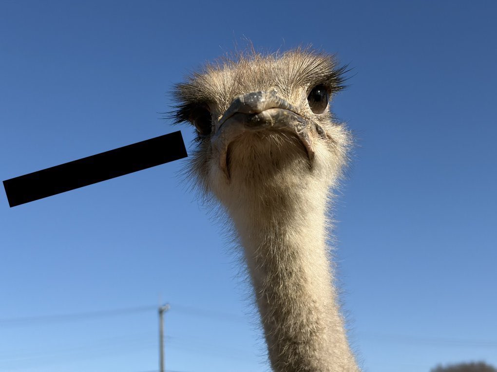 ومضة tweet media