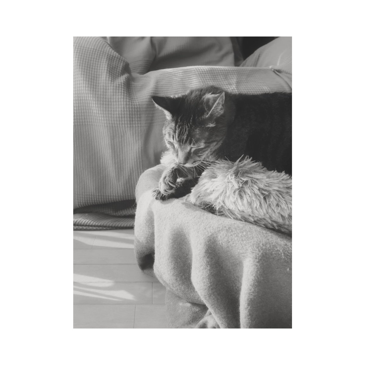 uu_np8's tweet photo. Afternoon
#photooftheday #photography #cat #monochrome https://t.co/UUeEfsirZi