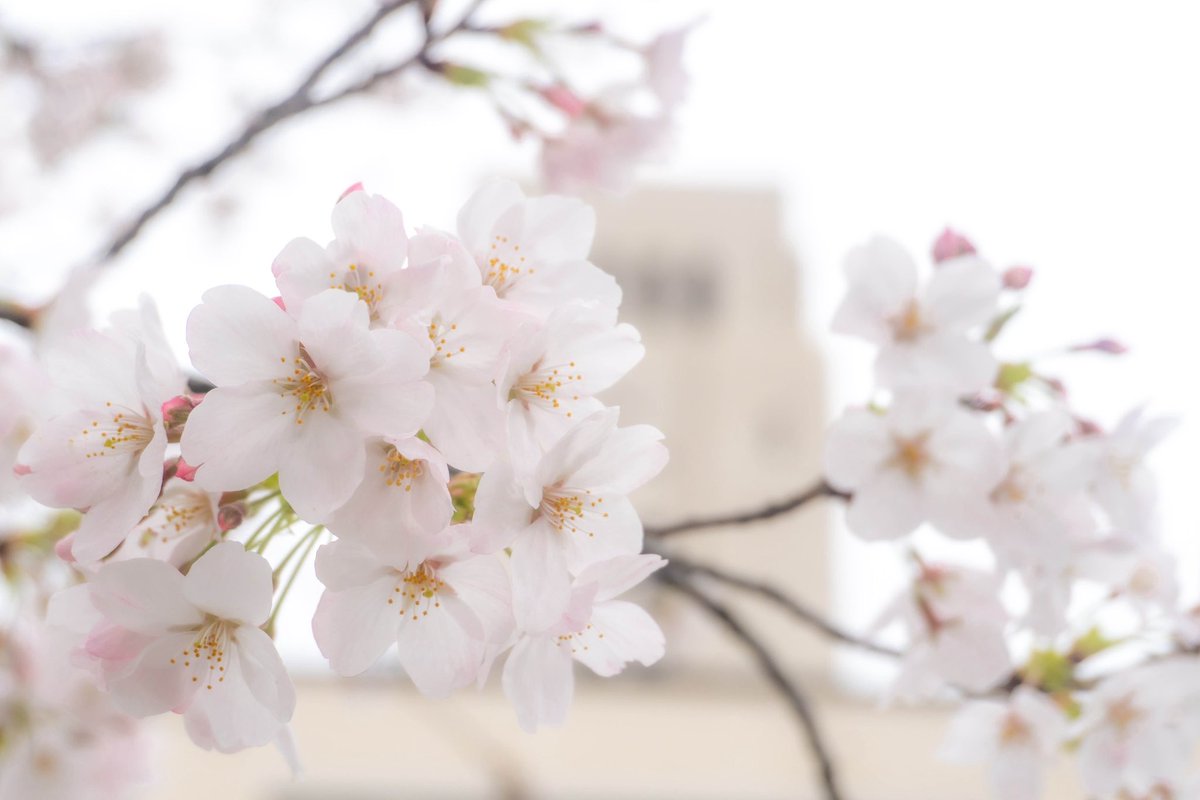 東京科学大学に合格された皆様！
本当におめでとうございます！🌸㊗️🎉🎊👏

カメラを持っていない方も、
写真を撮るのが好きな方も、
📸写真研究部📸に是非いらしてください！

新歓関連の情報も随時投稿します！

改めまして合格おめでとうございます！

#春から科学大
#春から東工大
#26Bに伝えたい