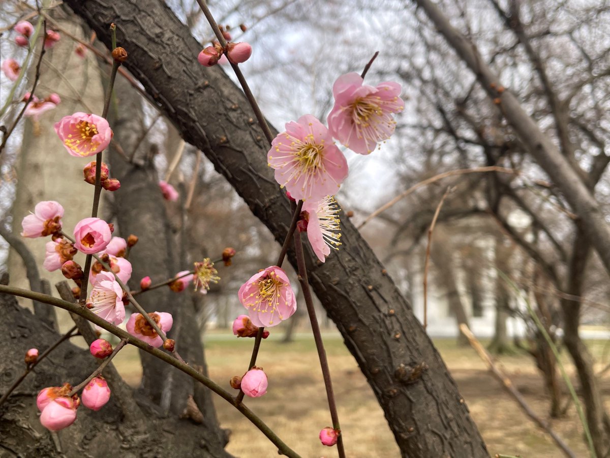National Mall NPS tweet media