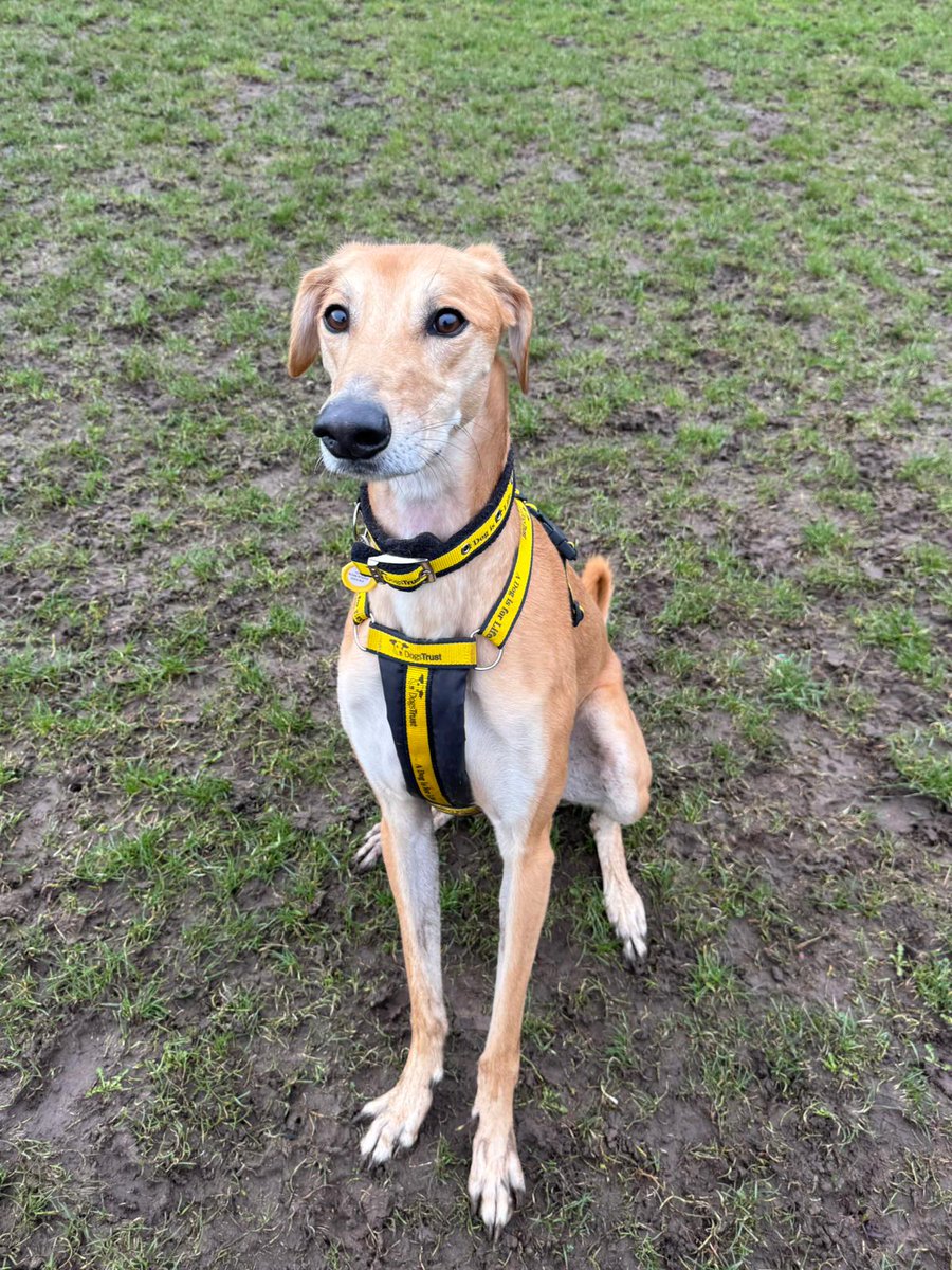 This cute little face belongs to the lovely Lucas Longlegs 🥹💛

Lucas Longlegs is a 2-year-old Lurcher who will very quickly win over your heart. He loves to play and will show you off his zoomies 💨 but equally enjoys snuggling up on the couch - the perfect mix 🥰.

Check out